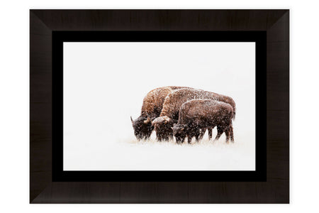 A framed picture of bison in the snow at Rocky Mountain Wildlife Arsenal near Denver.