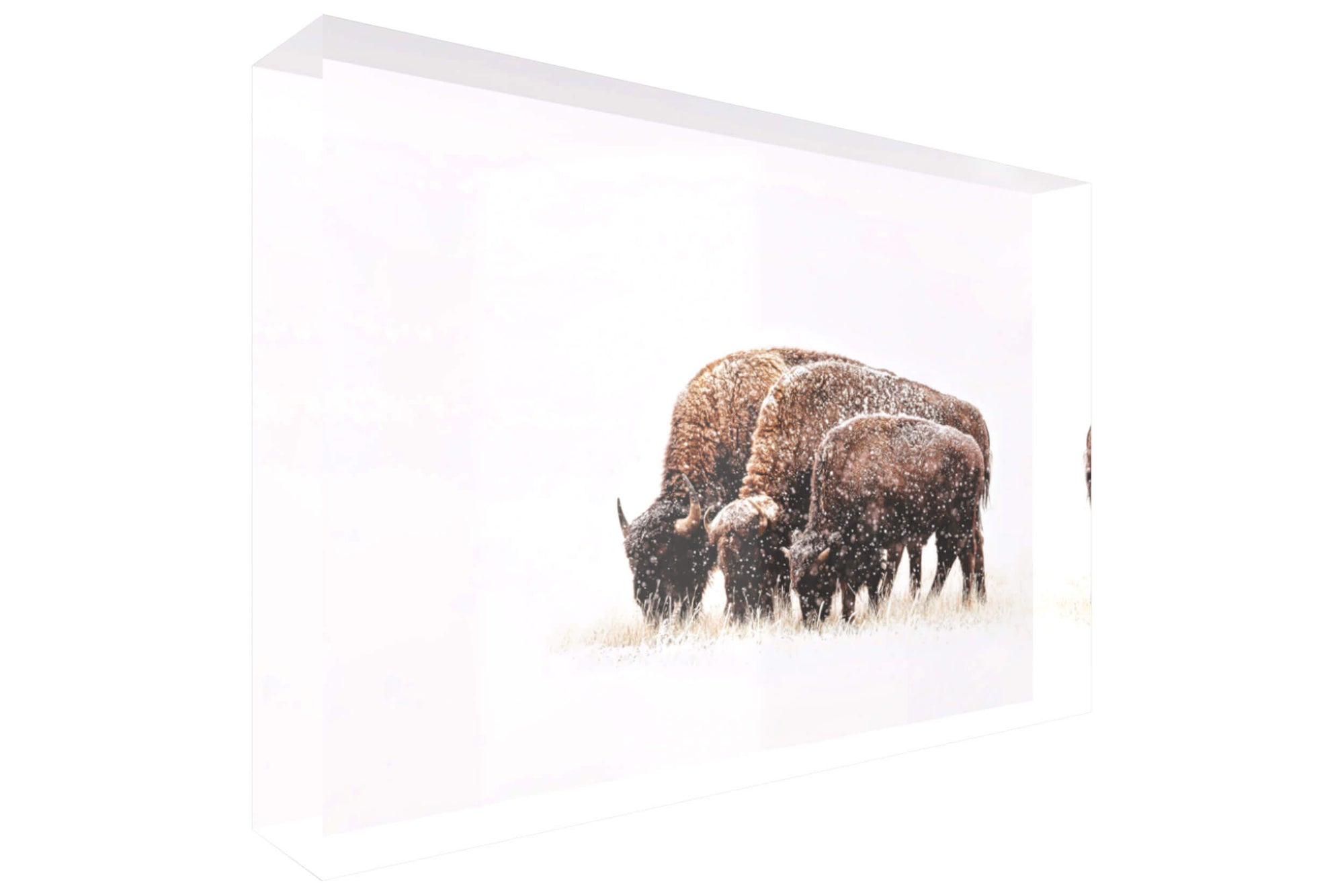 A picture of bison near Denver shown as an acrylic block.