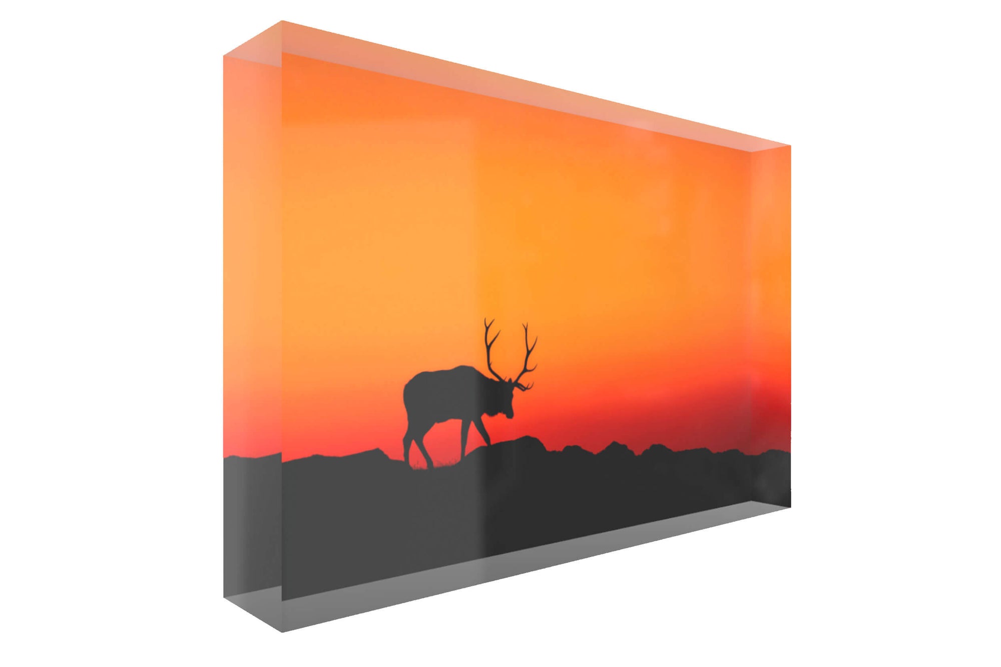 A picture of elk in Rocky Mountain National Park shown as an acrylic block.