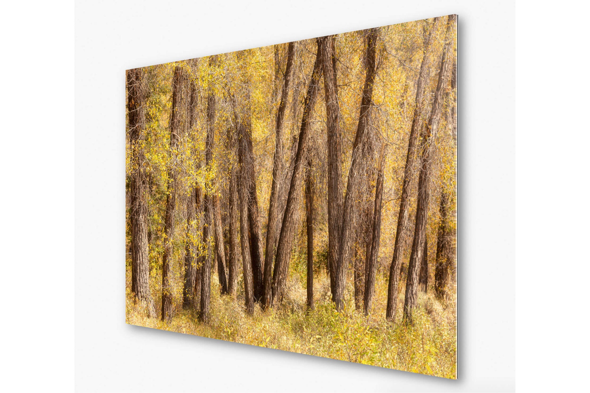 This piece of TruLife acrylic Jackson Hole art shows fall colors in Grand Teton National Park.