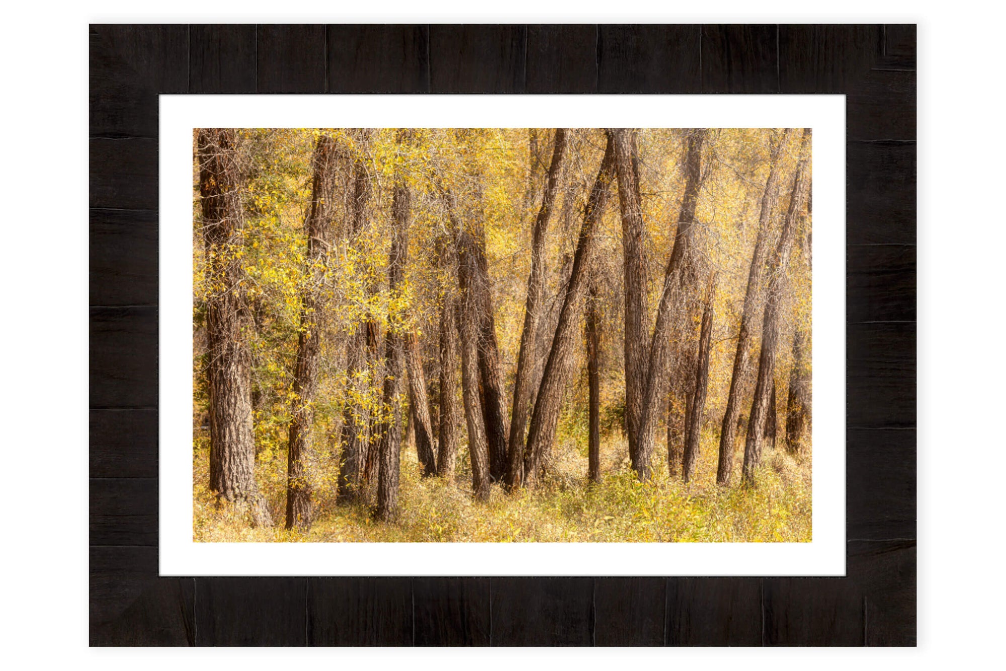This piece of framed Jackson Hole art shows fall colors in Grand Teton National Park.