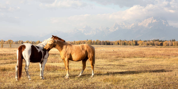 Horses in Grand Teton National Park are shown in this piece of Jackson Hole art.