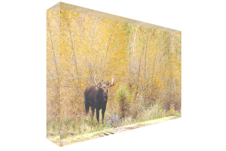 A picture of moose in Grand Teton National Park shown as an acrylic block.