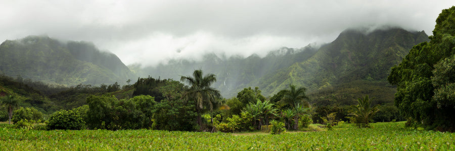 A Kauai picture of the surf town of Hanalei and its mountains.