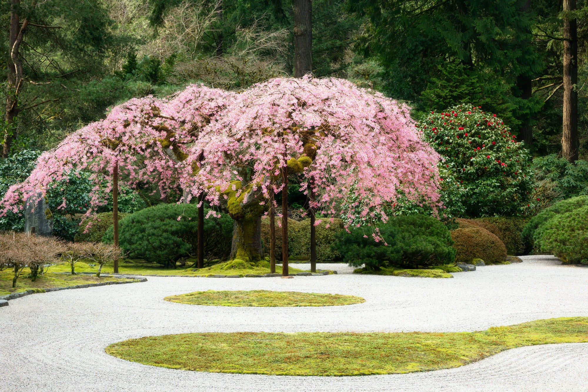 A cherry blossoms picture from Portland Japanese Garden showing a weeping cherry tree.