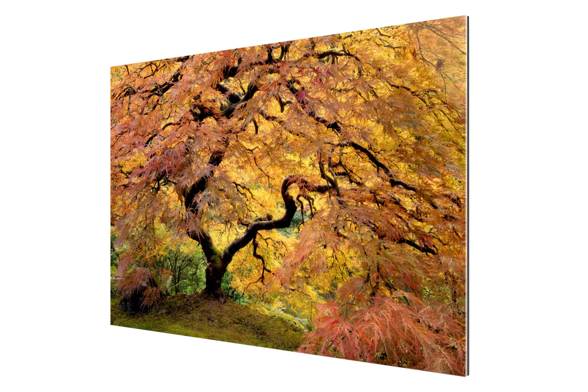 A piece of TruLife acrylic Japanese Garden art shows the famous maple tree in Portland.