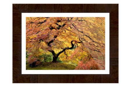 A piece of framed Japanese Garden art shows the famous maple tree in Portland.