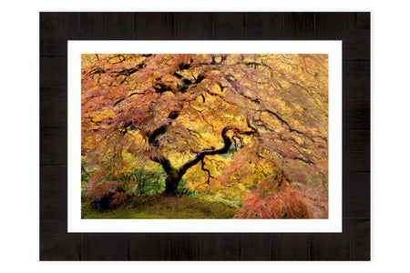 A piece of framed Japanese Garden art shows the famous maple tree in Portland.