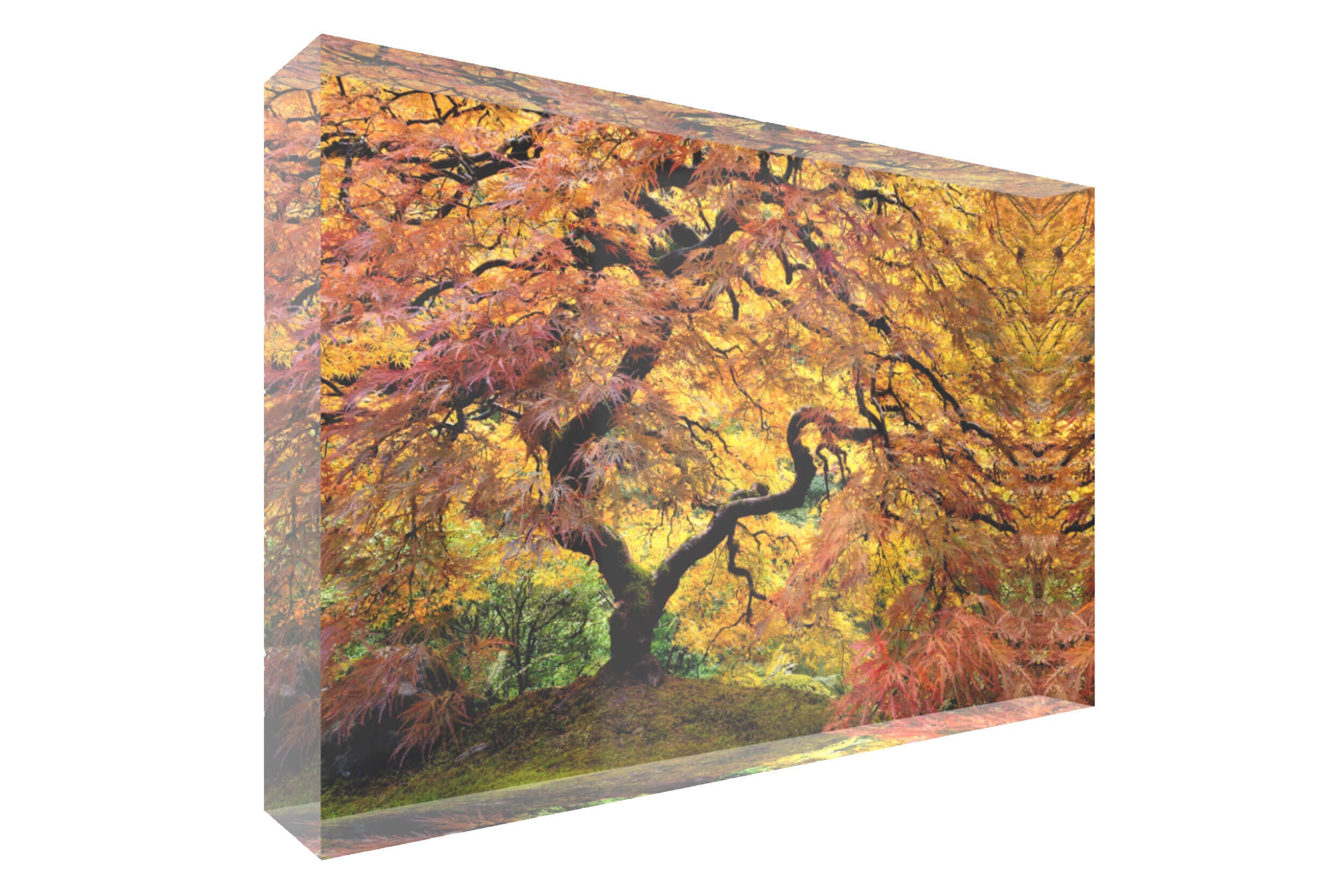 A picture of the famous maple tree in Portland Japanese Garden shown as an acrylic block.