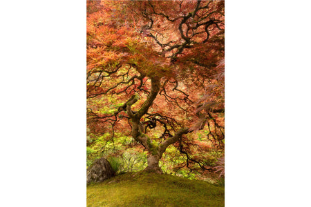 A Japanese maple tree picture taken in spring in Portland Japanese Garden.