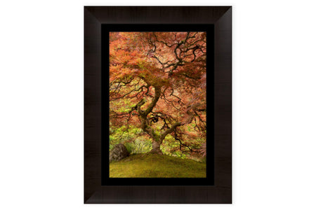 This piece of framed Japanese Garden art shows a maple tree.