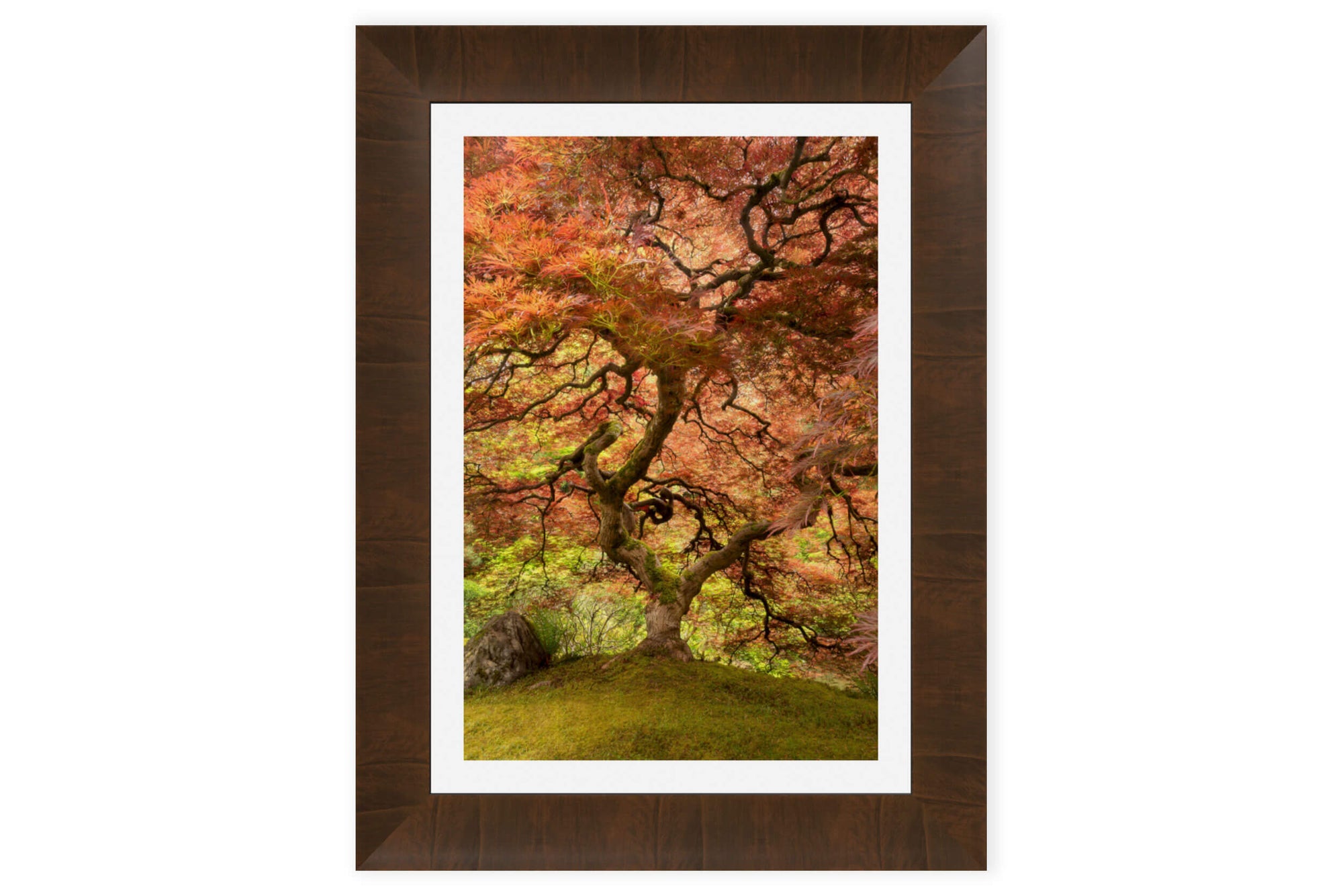 This piece of framed Japanese Garden art shows a maple tree.