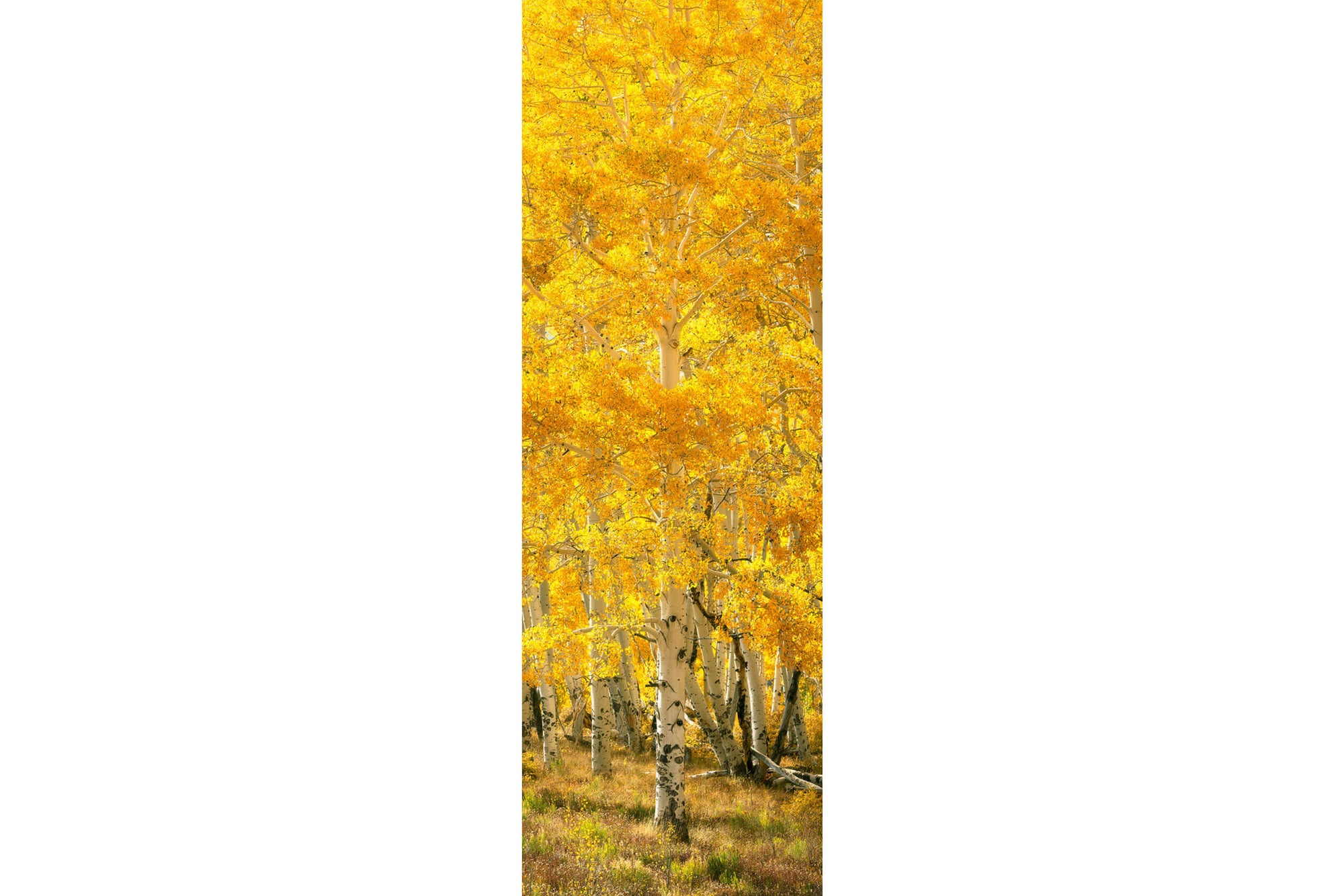 A picture of fall colors in Telluride, Colorado - a single yellow aspen tree.