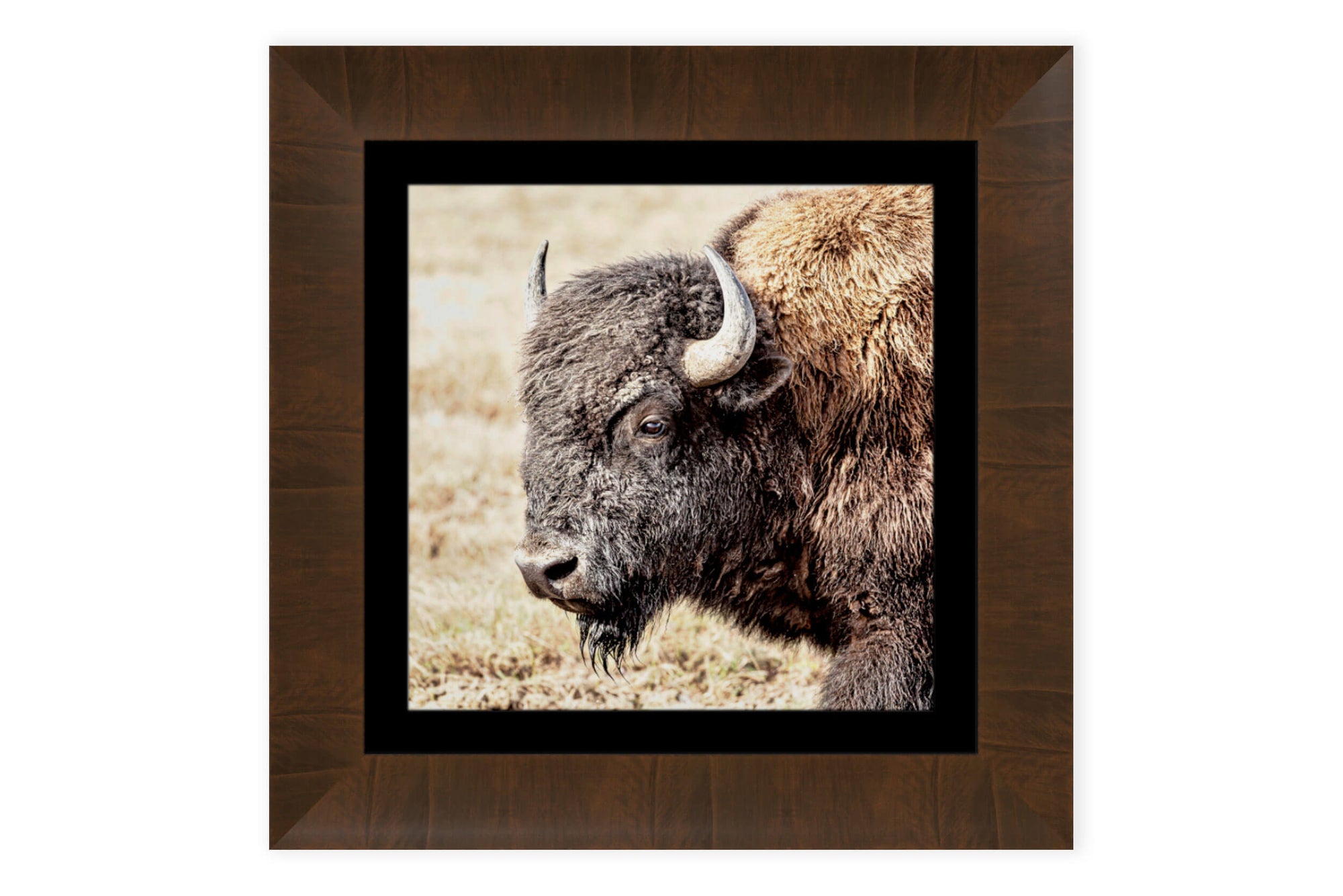This is a piece of framed Yellowstone art showing a bison picture.