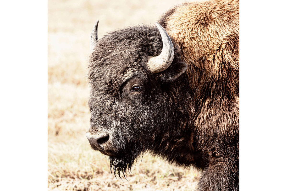 This is a Yellowstone bison picture that functions well as a piece of Wyoming art.
