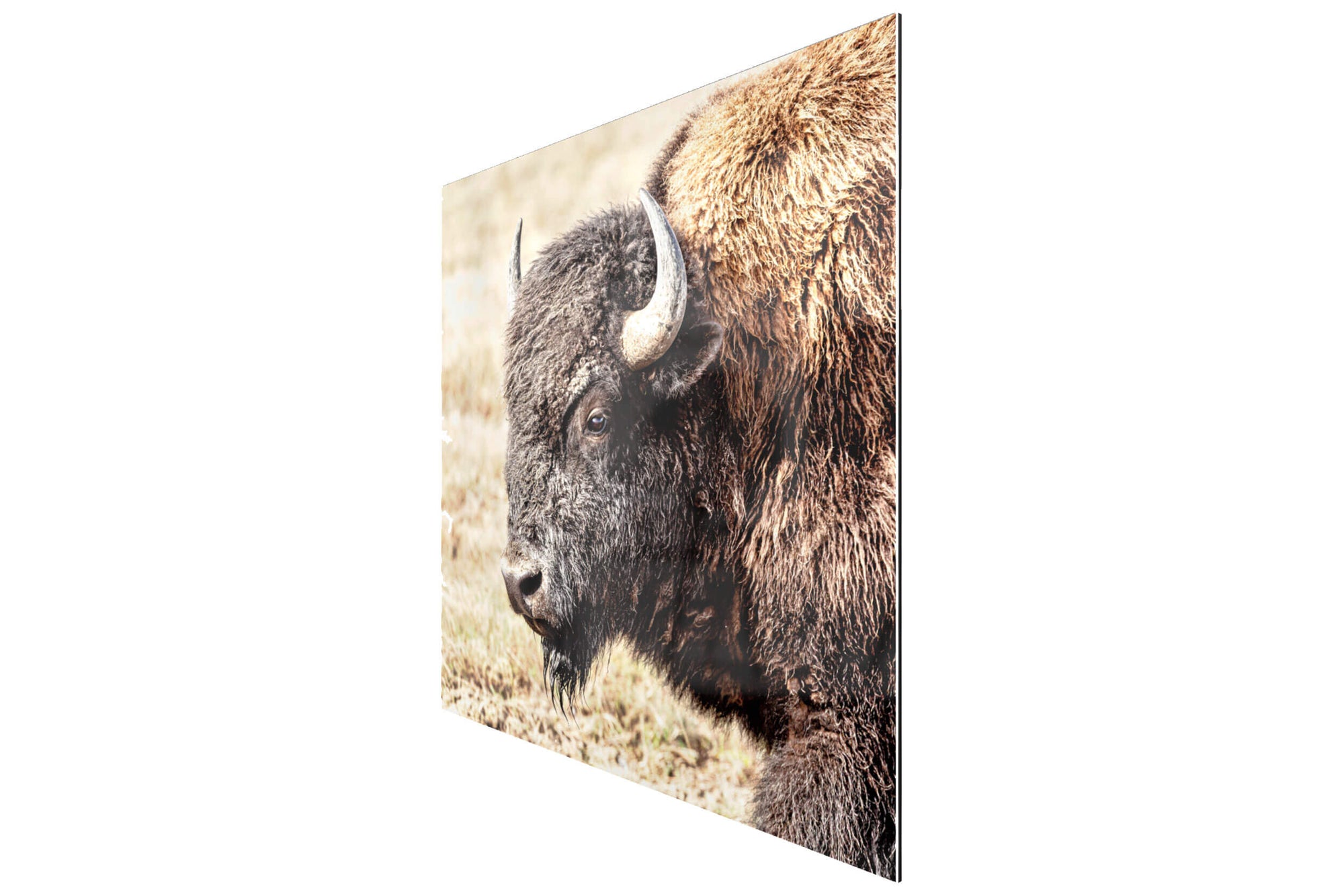 This is a piece of TruLife acrylic Yellowstone art showing a bison picture.